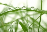 GRASS_013